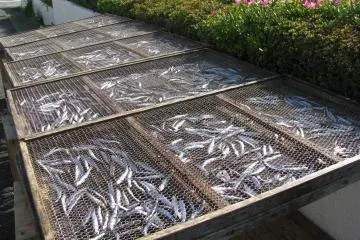 Fish on streets of Ito