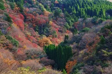 <p>La for&ecirc;t : une v&eacute;ritable palette de couleurs</p>