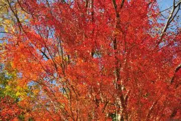 <p>Des rouges et oranges vifs</p>