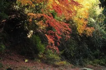 <p>Les rapides de la rivi&egrave;re</p>