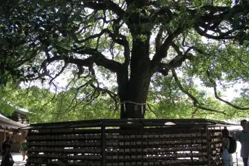Sacred tree and ema at Meiji Jinju