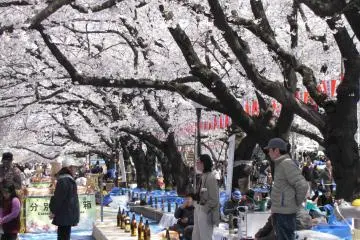 Hanami at Ueno Park
