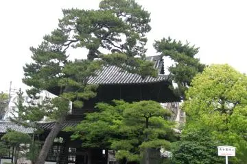 Pines of Sengakuji temple