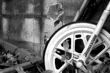 A late blooming asagao (morning glory) and a retired monocycle