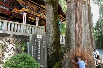 If you put your hands and forehead on the trunk of this tree you can draw strength and be renewed