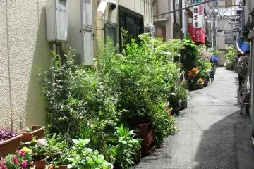 A lot of plants outside