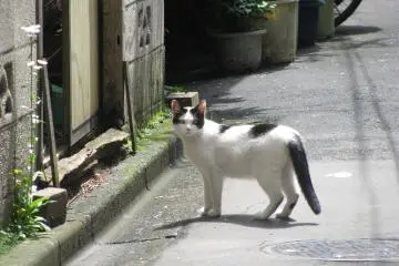 Tsukishima no neko desu