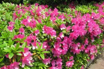 May is azalea season in Japan