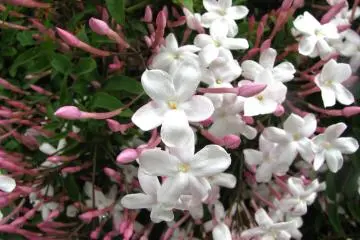 Beautiful tiny flowers