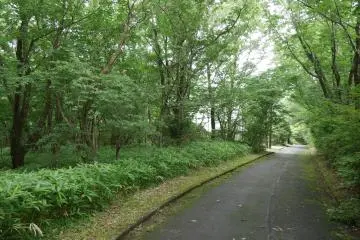 L'une des nombreuses routes très boisées et rafraîchissantes situées sur le flanc de la montagne, près de l'hôtel.