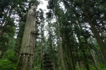 1000 year old tree and 5-story pagoda at Mt. Haguro
