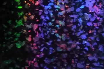 Kamo Aquarium