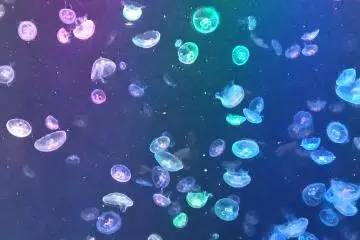 Kamo Aquarium