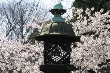 Lentera metal dan sakura