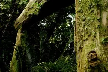 Nature taking over a Tori