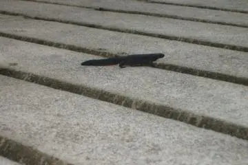 Some of the wildlife is small