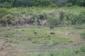More Kerama deer