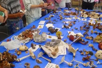 After lunch, the experts explain which mushrooms are edible and which are deadly.