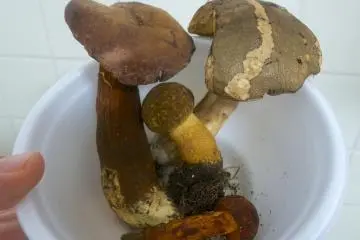 If you're lucky, you might even get some mushrooms to take home!