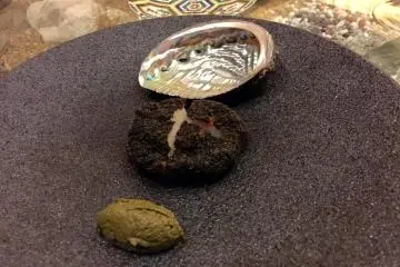 Abalone with its shell