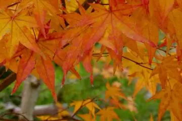 Autumn Colors (Photo: <a href="http://www.gethiroshima.com" target="_blank" rel="noreferrer noopener nofollow">gethiroshima.com</a>)