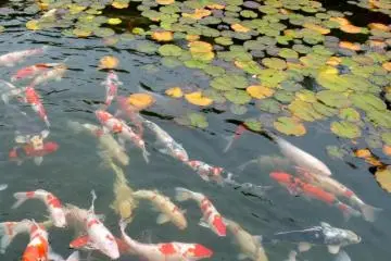 Carp pond (Photo: <a href="http://www.gethiroshima.com" target="_blank" rel="noreferrer noopener nofollow">gethiroshima.com</a>)