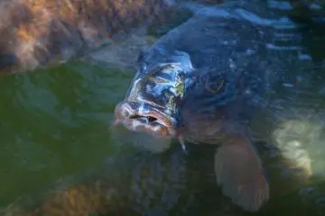 Impressive koi in the castle's moat