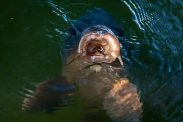 "Feed me!"