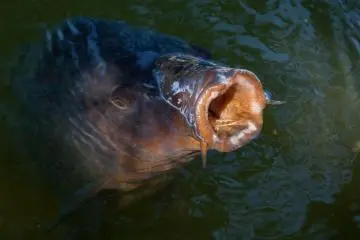 Koi in the moat begging for food
