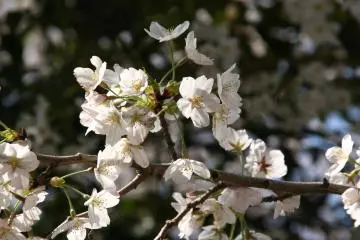 Another nice sakura branch with blooms at the Imperial Palace.