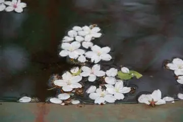 Sakura petals in a wheel barrow filled with water from a recent rainfall.