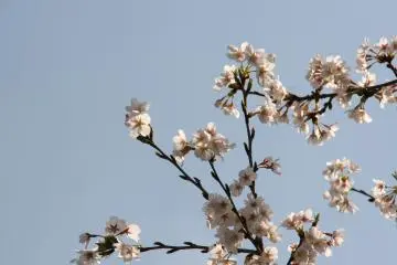 Nice sakura flowers against a sunny blue sky at the Imperial Palace.