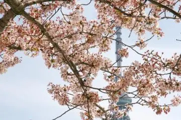 Sakura blooms in Asakusa with the Tokyo Skytree in the distance.