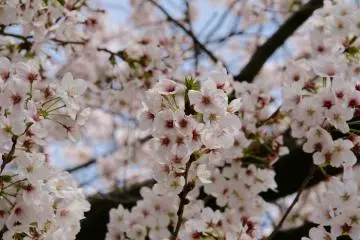 Sakura flowers in Asakusa.