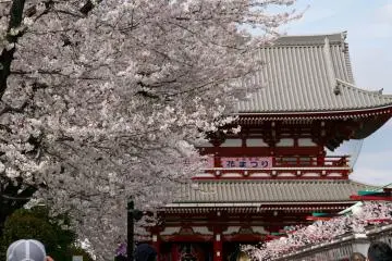 Sakura trees lining the laneway of shops in Asakusa. 