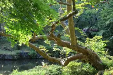 In spring time the garden was very tender colors