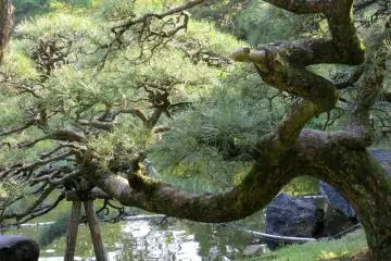 Also specially formed pine tree