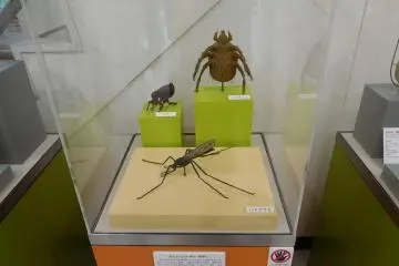 Parasit