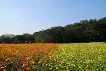 Flower field