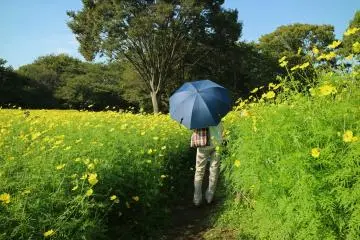 Walk through the flower fields!