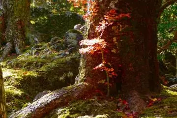 <p>Some large trees add to the beauty of the garden</p>