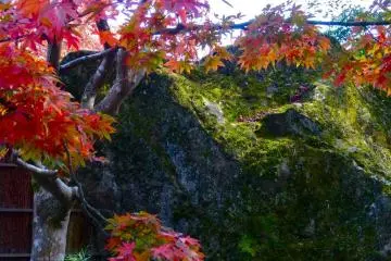 <p>Moss on the rocks contrasts nicely with the brilliant red leaves</p>