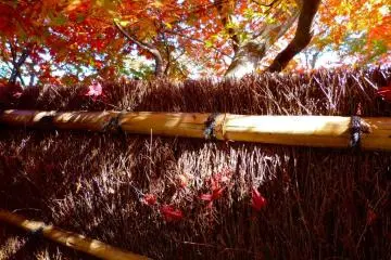 <p>Red leaves above and on a thatched wall</p>