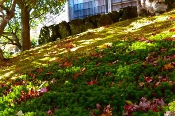 <p>Dried leaves on the soft moss and grass</p>