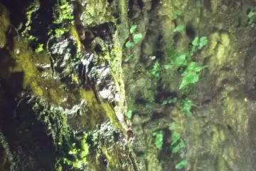 A few green plants grow from the artificial light used to light the cave