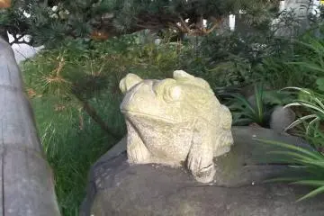 Hello little frog