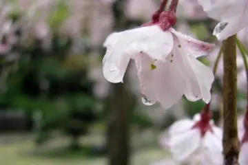 Walking in the Rain
