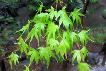 Young momiji leaves