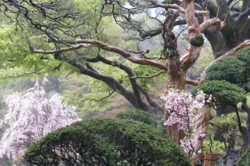 Trees in a tangle
