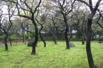 I like the contrasts of dark wet trunks and bright green grass